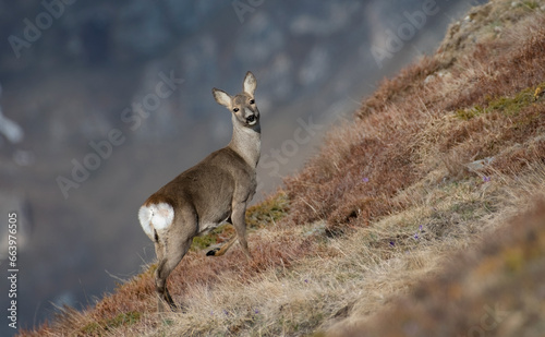 Wild female roe deer (Capreolus capreolus) standing with a raised paw in a steepy alpine grassland on a springtime morning in the Alps Mountains, Italy. photo