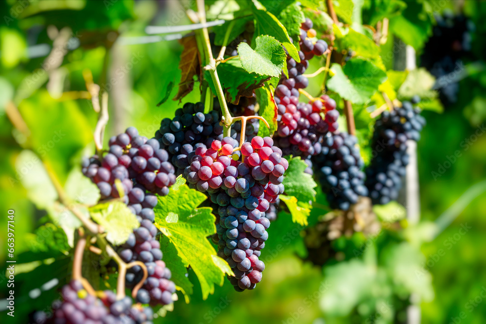 Juicy fresh grapes on grapevine in vineyard before harvest