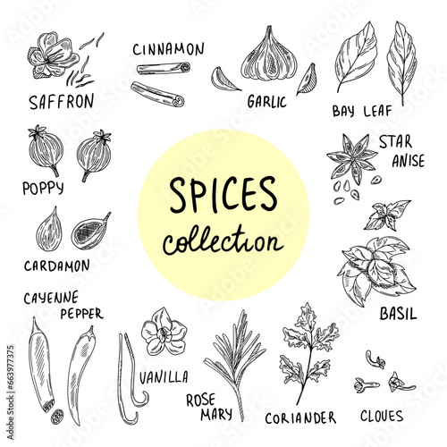 Vector sketch illustration of spices and herbs. Ginger, cinnamon, vanilla, anise, basil, rosemary, turmeric with text. Use to create menus, packaging, patterns, prints.