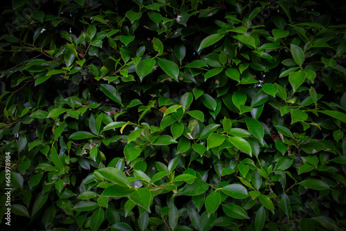 green leaves background  creative layout made of green leaves  flat lay  nature concept.