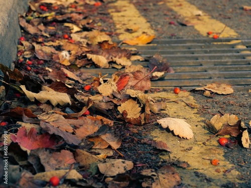 Autumn leaves fallen on street floor close up 