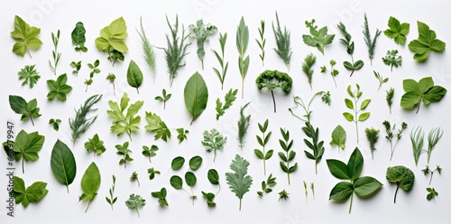 Various Green Leaves and Herbs on White Background