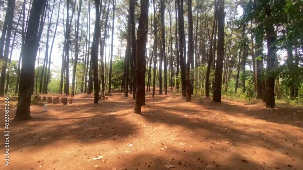 The dense and towering pine forest trees create a beautiful and cool view The dense and towering pine forest trees create a beautiful and cool view