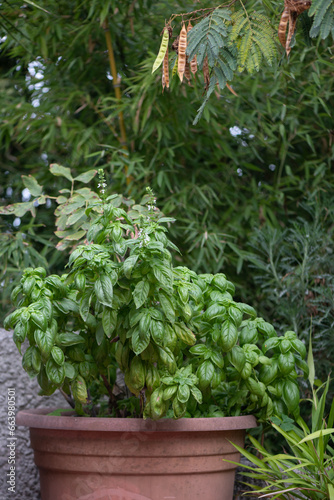 Fototapeta Naklejka Na Ścianę i Meble -  Lush Basil plant in a huge pot (Ocimum basilicum)