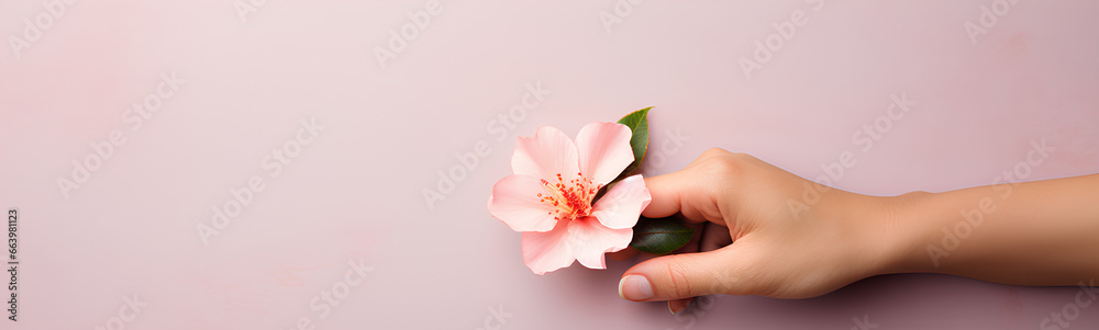 Woman hand holding pink flower on blue background. Pastel color. Woman hand holding pink flower on blue background. Pastel color.