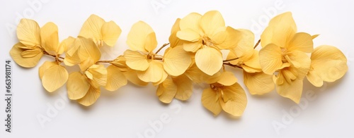 Bright Yellow Hydrangea Leaves on White Background