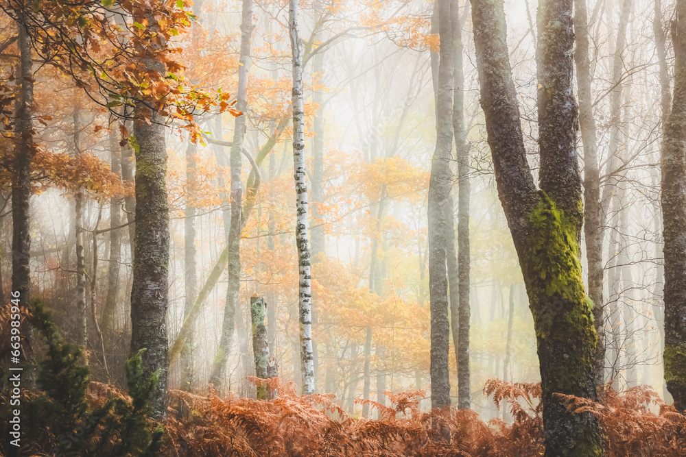 Obraz premium A lone silver birch tree (Betula pendula) stands out in a misty woodland surrounded by tall bracken at Little Druim Wood in Scotland during autumn.