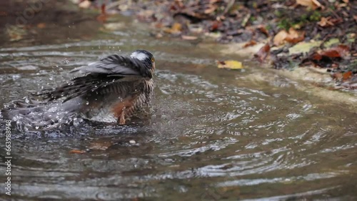 Male of Eurasian Sparrowhawk (Accipiter nisus), taking a bath in the pond