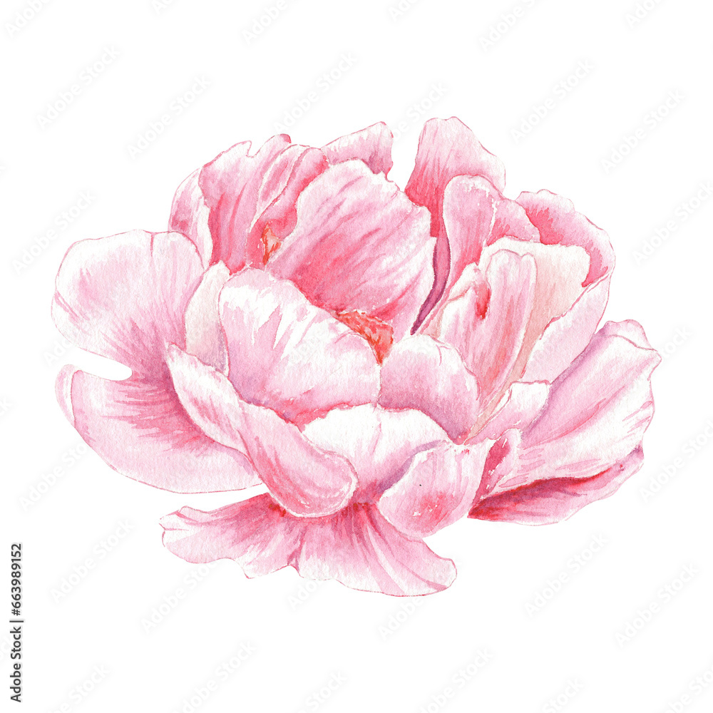 Watercolor peony flower hand drawn in the botanical style for use in logo, wedding, holiday and birthday designs. Pink isolated on white background Watercolor peony flower hand drawn in the botanical style for use in logo, wedding, holiday and birthday designs. Pink isolated on white background