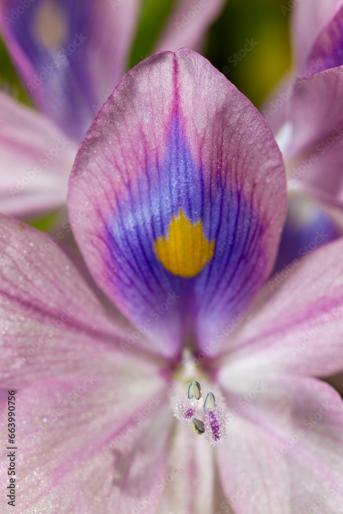 water hyacinths (Eichhornia azurea), gently purple asymmetric aquatic plant flower