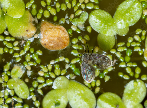 Clogmia sp. - small fly with fluffy wings and long mustache