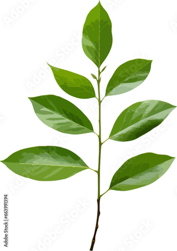 Branch of green leaves clip art