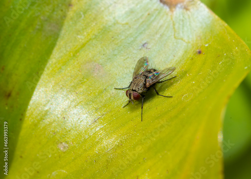Eye-seeking fly Musca sorbens - a large fly with red eyes sits on a green leaf.