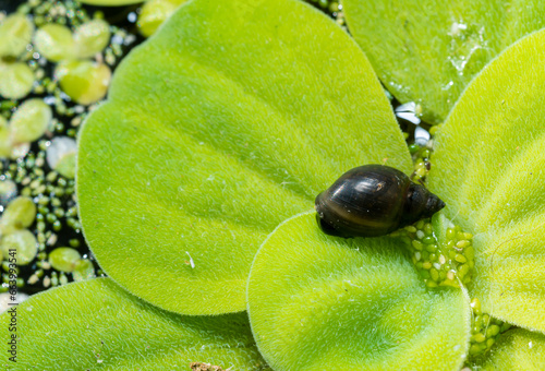 Invasive species Gastropods Physa acuta in a lake on a leaf of the invader Pistia photo