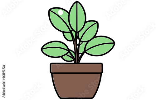 Home plant. Potted plant isolated on white.
