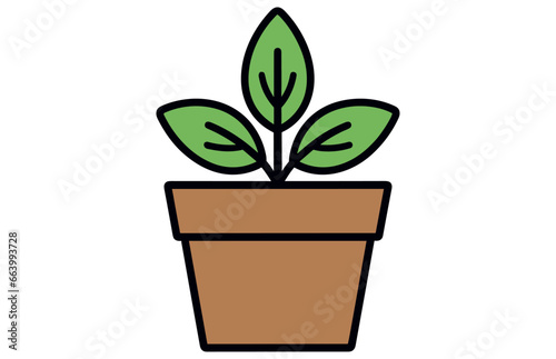 Home plant. Potted plant isolated on white. 