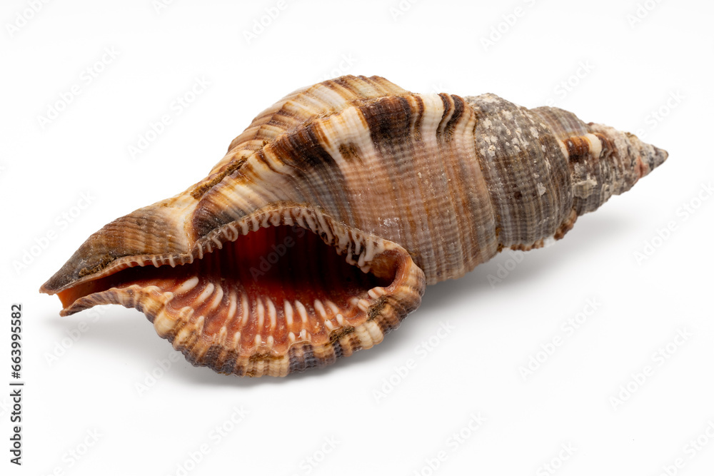 sea shell isolated on white