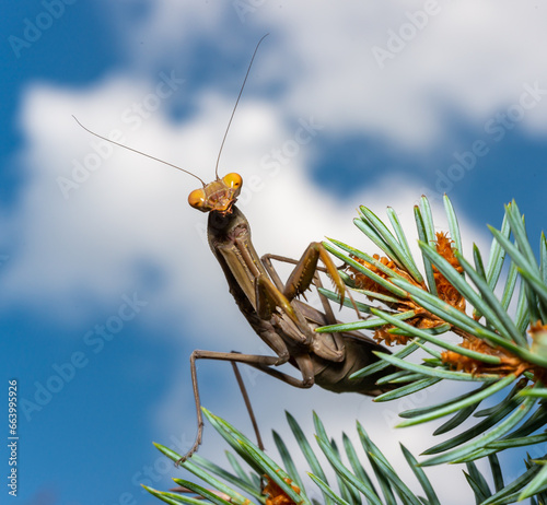 Bild auf Leinwand Hierodula transcaucasica - an invasive species of mantis in Ukraine on the needl