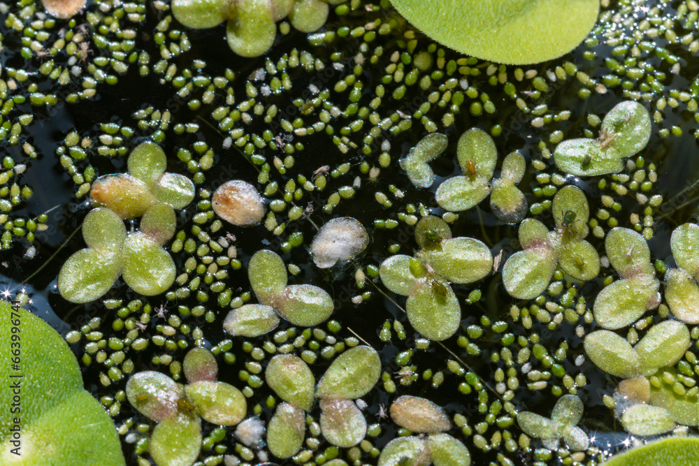 Small green aphids on Spotless watermeal (Wolffia arrhiza), duckweed (Lemna turionifera) Small green aphids on Spotless watermeal (Wolffia arrhiza), duckweed (Lemna turionifera)