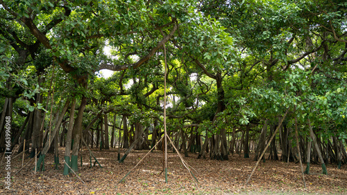 The Great Banyan Tree located in the Botanical Garden of Howrah, West Bengal, is more than 250 years old and was recorded to be the largest tree specimen in the world photo