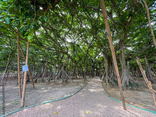 The Great Banyan Tree located in the Botanical Garden of Howrah, West Bengal, is more than 250 years old and was recorded to be the largest tree specimen in the world photo