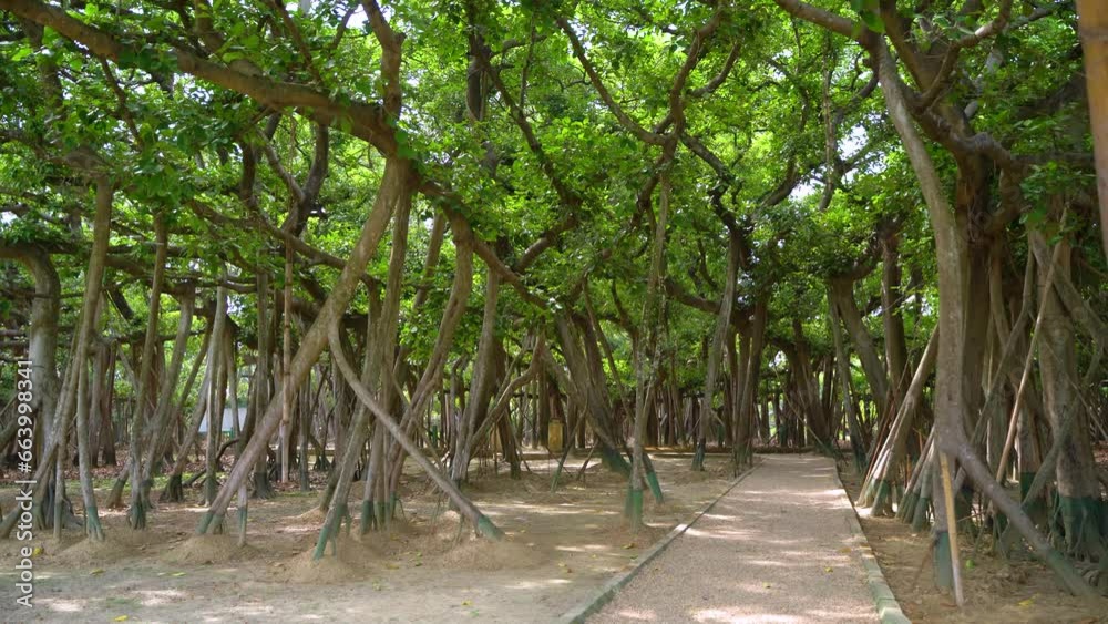 The Great Banyan Tree located in the Botanical Garden of Howrah, West Bengal, is more than 250 years old and was recorded to be the largest tree specimen in the world The Great Banyan Tree located in the Botanical Garden of Howrah, West Bengal, is more than 250 years old and was recorded to be the largest tree specimen in the world