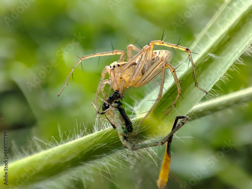 Oxyopes salticus is a species of spider belonging to the Oxyopidae family. who are preying on small dragonflies.