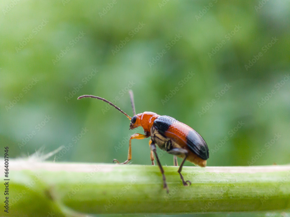 Fototapeta premium cereal leaf beetle on wild grass