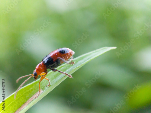 cereal leaf beetle on wild grass