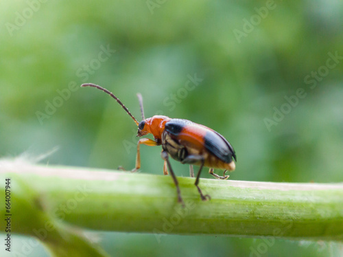 cereal leaf beetle on wild grass © Berti