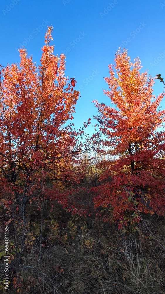 autumn in the forest