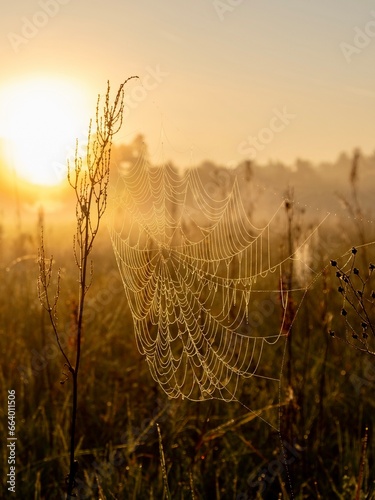 Nahaufnahme eines Spinnennetzes in der goldenen Herbstsonne.