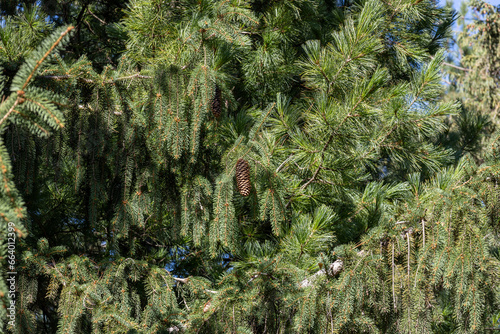 Close up, full frame texture background of weeping white spruce (picea glauca pendula) tree branches on a sunny day photo