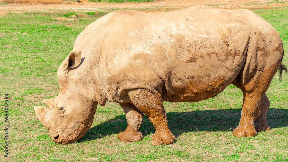 Naklejka premium Wildlife Grazing in a Field