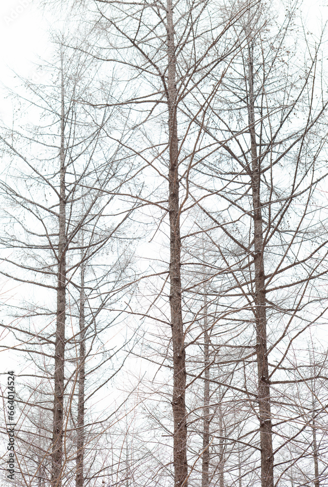 winter of Taebaek mountain, South Korea winter of Taebaek mountain, South Korea