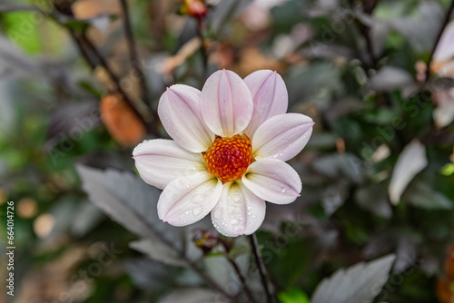 Morning Dew on an Autumn Flower, Pennsylvania USA