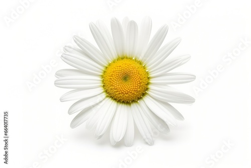 Common daisy isolated on white background.