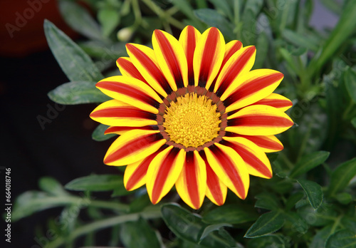Tableau sur toile Close up pfoto of a Gazania Big Kiss Yellow Flame (Treasure flower)