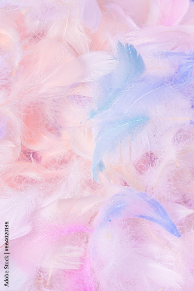 Fototapeta premium Colorful feather background, top view.