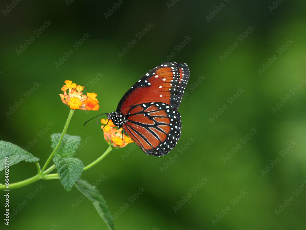 Beautiful Butterfly feeding on Orange Lantana flower in Indianapolis, IN, US Beautiful Butterfly feeding on Orange Lantana flower in Indianapolis, IN, US
