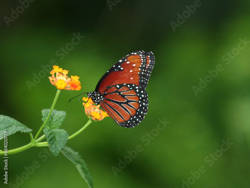 Beautiful Butterfly feeding on Orange Lantana flower in Indianapolis, IN, US © ctppix