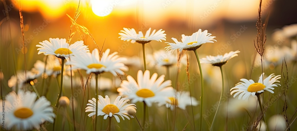 The landscape of white daisy blooms in a field with the focus.