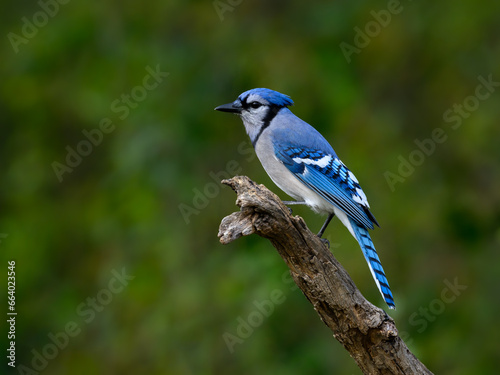 Closeup portrait of Blue Jay on green background in fall © FotoRequest