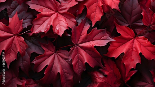 pile of red maple leaves background
