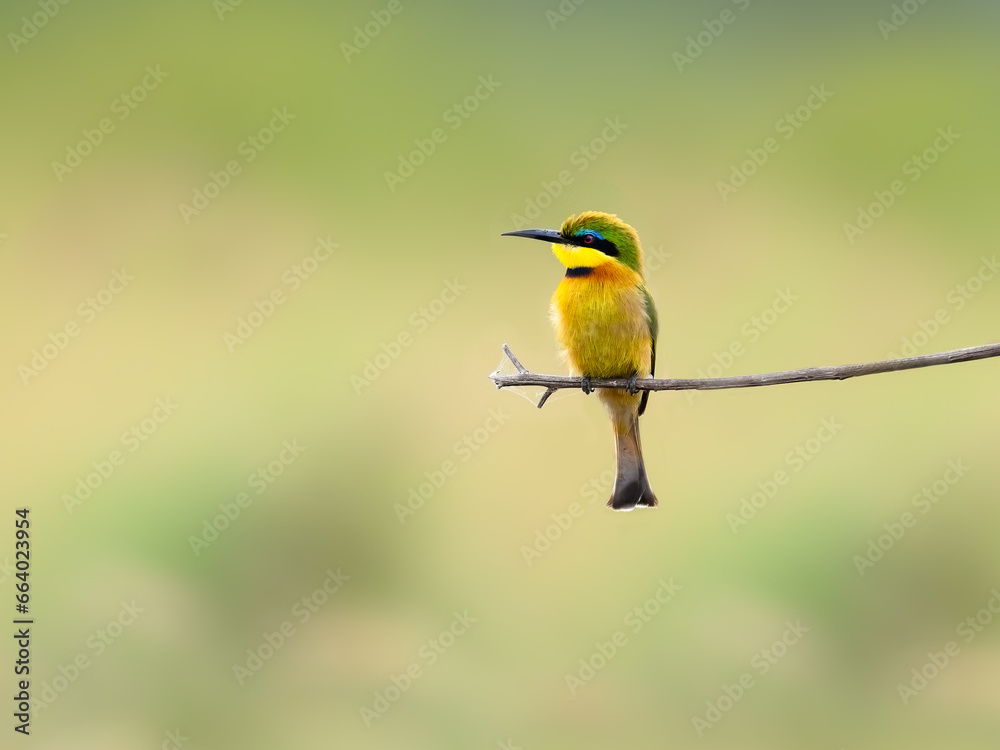 Closeup of Little Bee-eater in the nature habitat, Arusha National Park, Tanzania Closeup of Little Bee-eater in the nature habitat, Arusha National Park, Tanzania