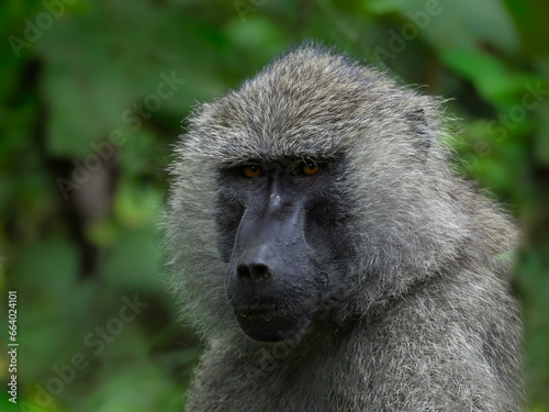 Baboon closeup portrait in Arusha National Park