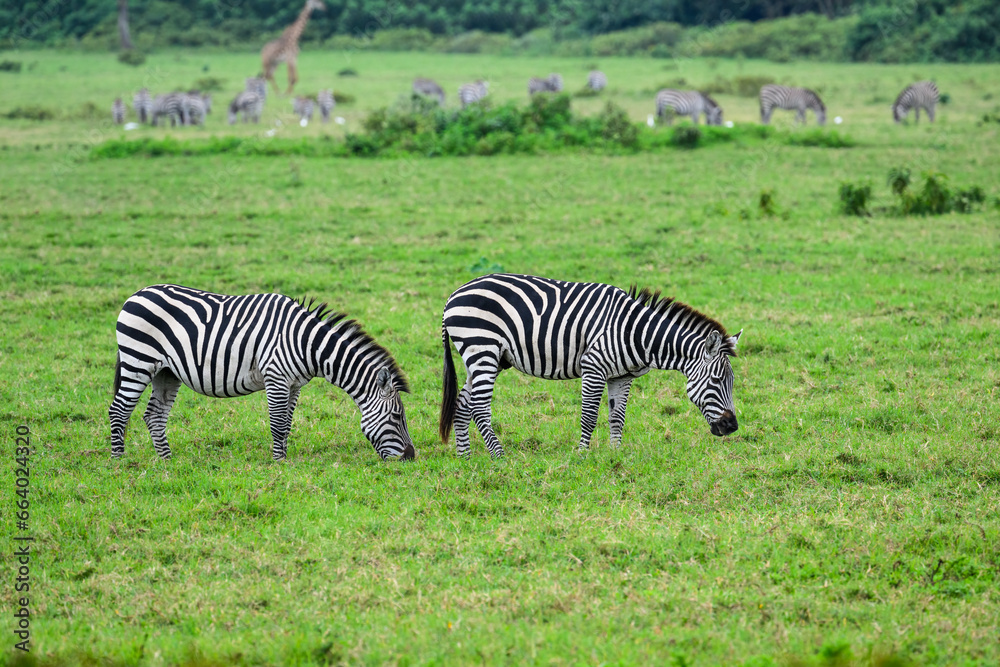 Obraz premium Two Plains zebras standing and grazing on green pasture