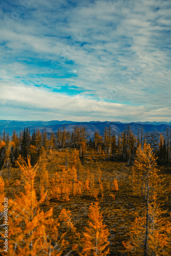 Autumn Fall larches in the forest and mountain range