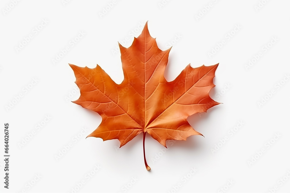 Beautiful maple leaf isolated on white background Beautiful maple leaf isolated on white background