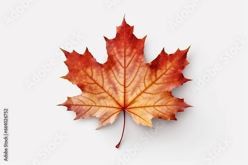 Beautiful maple leaf isolated on white background